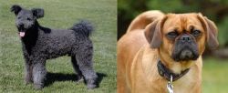 Pumi vs Pugalier - Breed Comparison