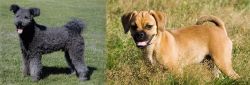 Pumi vs Puggle - Breed Comparison