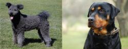 Pumi vs Rottweiler - Breed Comparison