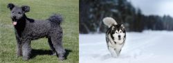 Pumi vs Siberian Husky - Breed Comparison