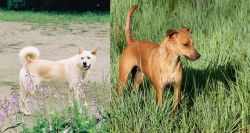 Pungsan Dog vs Africanis - Breed Comparison