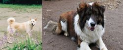 Pungsan Dog vs Aidi - Breed Comparison