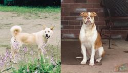 Pungsan Dog vs Alapaha Blue Blood Bulldog - Breed Comparison