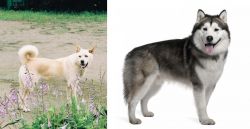 Pungsan Dog vs Alaskan Malamute - Breed Comparison