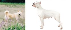 Pungsan Dog vs Argentine Dogo - Breed Comparison