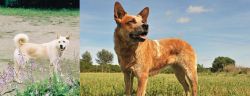 Pungsan Dog vs Australian Red Heeler - Breed Comparison