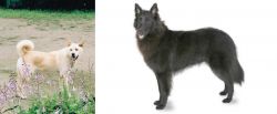 Pungsan Dog vs Belgian Shepherd - Breed Comparison