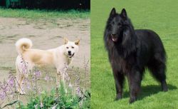 Pungsan Dog vs Belgian Shepherd Dog (Groenendael) - Breed Comparison