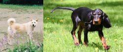 Pungsan Dog vs Black and Tan Coonhound - Breed Comparison