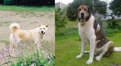 Pungsan Dog vs Cao de Gado Transmontano - Breed Comparison