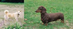 Pungsan Dog vs Dachshund - Breed Comparison