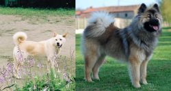 Pungsan Dog vs Eurasier - Breed Comparison