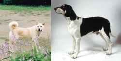Pungsan Dog vs Francais Blanc et Noir - Breed Comparison