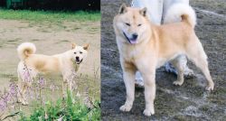 Pungsan Dog vs Hokkaido - Breed Comparison