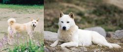 Pungsan Dog vs Jindo - Breed Comparison