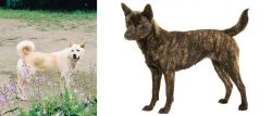 Pungsan Dog vs Kai Ken - Breed Comparison