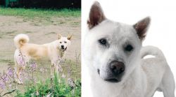 Pungsan Dog vs Kishu - Breed Comparison