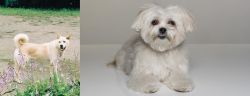 Pungsan Dog vs Kyi-Leo - Breed Comparison