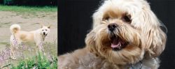 Pungsan Dog vs Lhasapoo - Breed Comparison