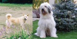Pungsan Dog vs Mioritic Sheepdog - Breed Comparison