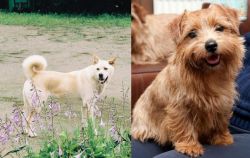 Pungsan Dog vs Norfolk Terrier - Breed Comparison