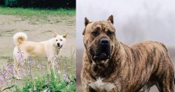 Pungsan Dog vs Perro de Presa Canario - Breed Comparison