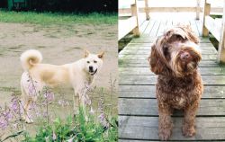 Pungsan Dog vs Portuguese Water Dog - Breed Comparison