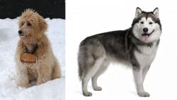 Pyredoodle vs Alaskan Malamute - Breed Comparison