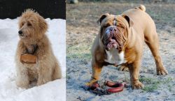 Pyredoodle vs Australian Bulldog - Breed Comparison
