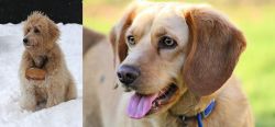Pyredoodle vs Beago - Breed Comparison
