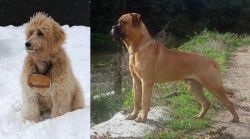 Pyredoodle vs Bullmastiff - Breed Comparison