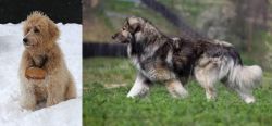 Pyredoodle vs Carpatin - Breed Comparison