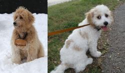 Pyredoodle vs Cavachon - Breed Comparison