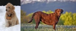 Pyredoodle vs Chesapeake Bay Retriever - Breed Comparison