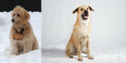 Pyredoodle vs Chinook - Breed Comparison