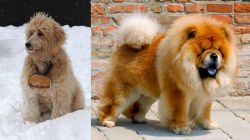 Pyredoodle vs Chow Chow - Breed Comparison