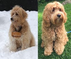 Pyredoodle vs Cockapoo - Breed Comparison