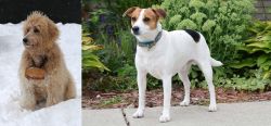 Pyredoodle vs Danish Swedish Farmdog - Breed Comparison