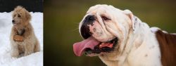 Pyredoodle vs English Bulldog - Breed Comparison