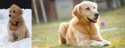 Pyredoodle vs Goldador - Breed Comparison