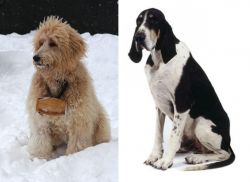 Pyredoodle vs Grand Anglo-Francais Blanc et Noir - Breed Comparison