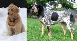 Pyredoodle vs Griffon Bleu de Gascogne - Breed Comparison