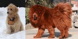Pyredoodle vs Himalayan Mastiff - Breed Comparison