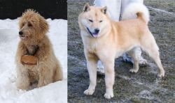 Pyredoodle vs Hokkaido - Breed Comparison