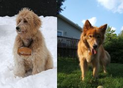 Pyredoodle vs Karelo-Finnish Laika - Breed Comparison