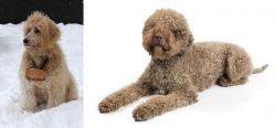 Pyredoodle vs Lagotto Romagnolo - Breed Comparison