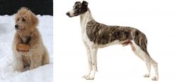 Pyredoodle vs Magyar Agar - Breed Comparison