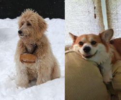 Pyredoodle vs Pembroke Welsh Corgi - Breed Comparison