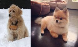 Pyredoodle vs Pomeranian - Breed Comparison