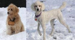 Pyredoodle vs Poodle - Breed Comparison